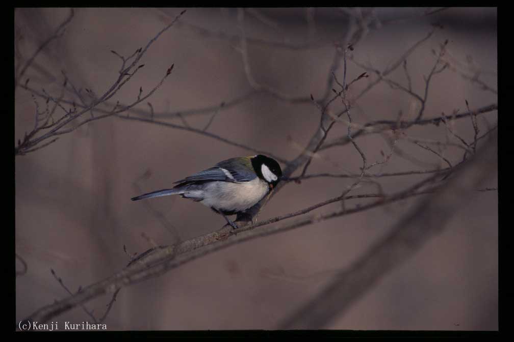 野鳥1へ