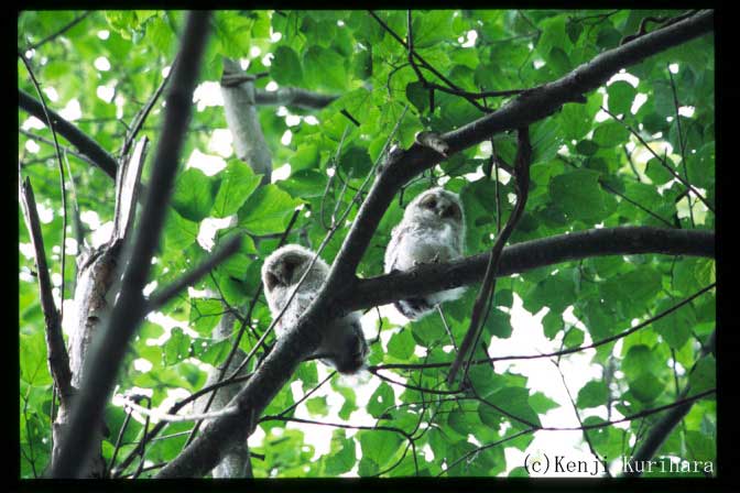 フクロウの幼鳥へ
