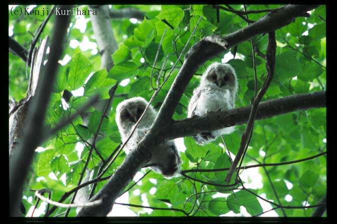 フクロウの幼鳥へ