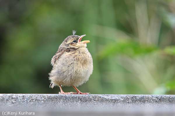 ホオジロの幼鳥1へ