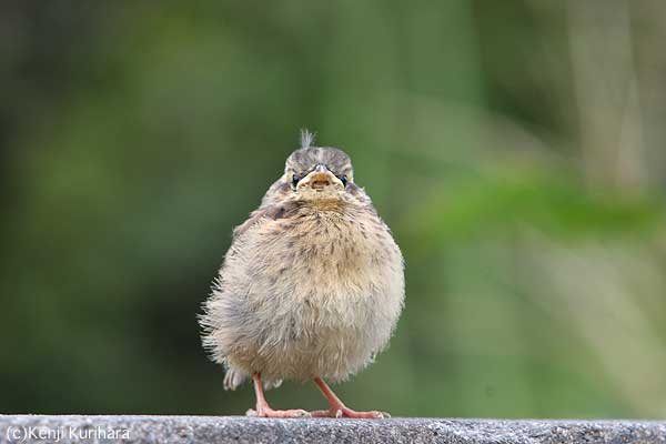 ホオジロの幼鳥か!?へ