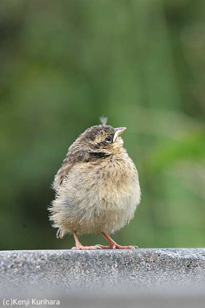 ホオジロの幼鳥3へ
