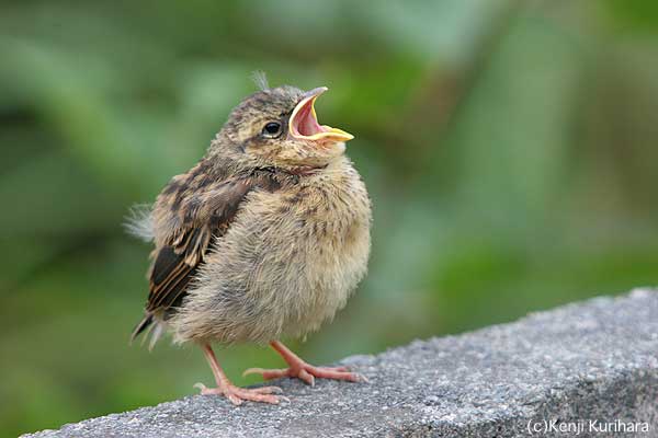 ホオジロの幼鳥4へ