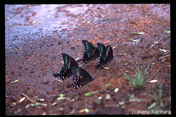 チョウチョウ5へ