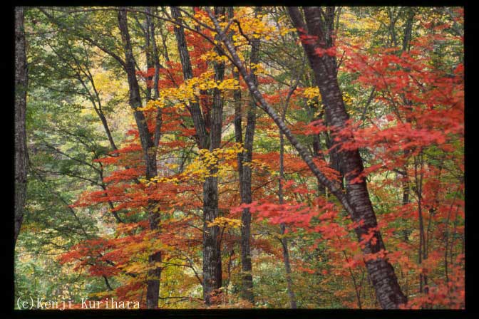 紅葉1へ