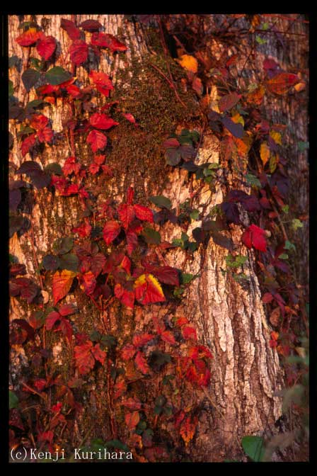 紅葉3へ