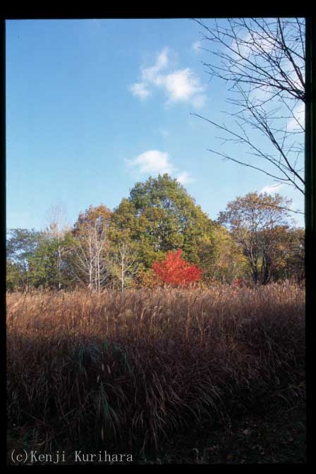紅葉4へ