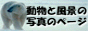 丹葉暁弥さんバナー