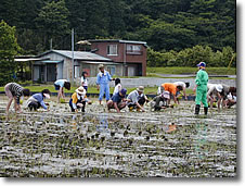 田植え中