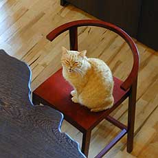 愛猫ランちゃん