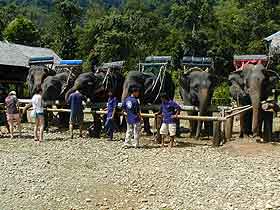 SEALAND ELEPHANT CAMP