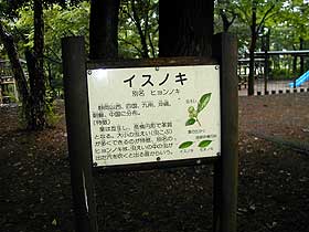 イスノキ