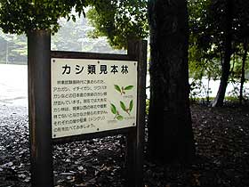 カシノキ