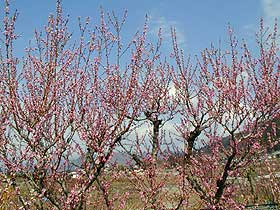 桃の花