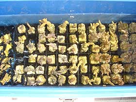 養殖珊瑚