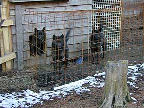甲斐犬