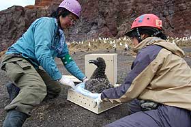 アホウドリ・鳥島からの運び出し