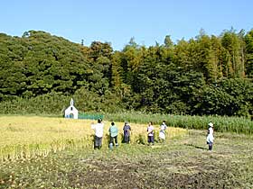 稲刈り
