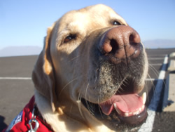 旅犬だいすけ君