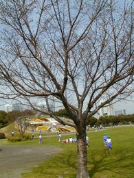 幕張海浜公園