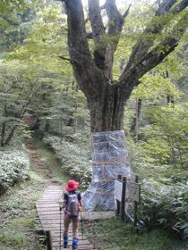 SEA TO SUMMITの模様