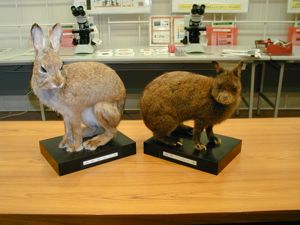 左がノウサギ、右がアマミノクロウサギ。