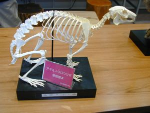 アマミノクロウサギ骨格標本