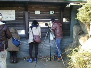 鳥類園には観察舎や観察するための窓があり、すぐ近くで野鳥を観察できる! 鳥類園には観察舎や観察するための窓があり、すぐ近くで野鳥を観察できる!